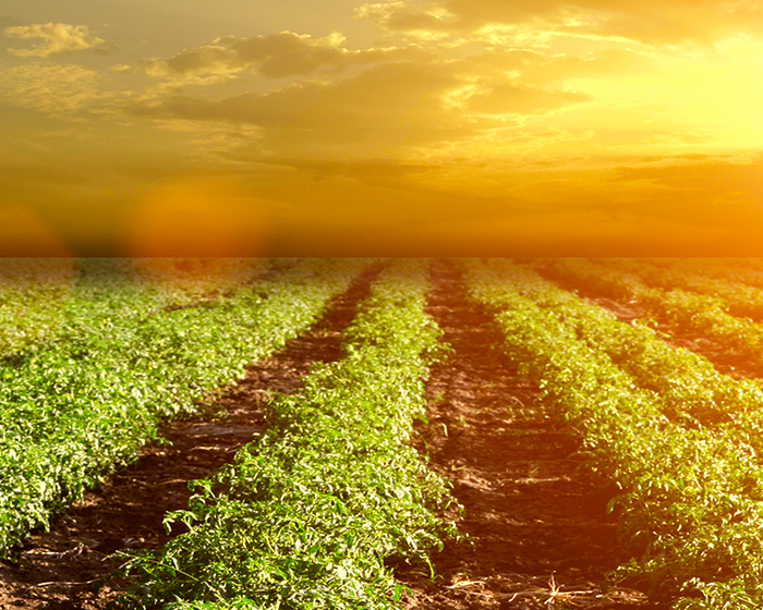 Pomì Trace: die Garantie für unsere Qualität