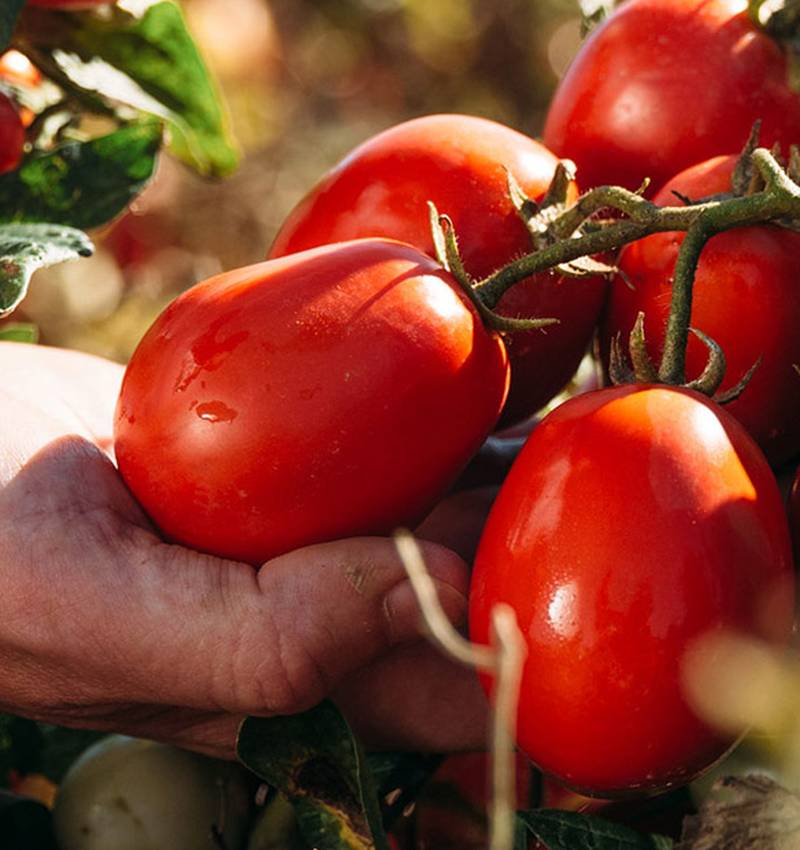 Tomate und Gesundheit: ein echtes Dreamteam!