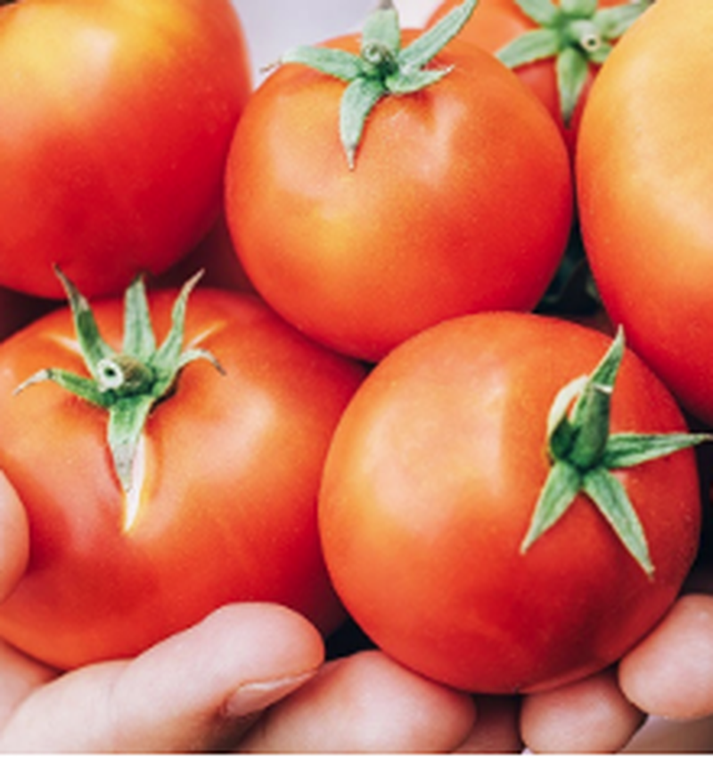 Frische, Farbe und Güte: die Pomìto Tomate ist die Königin des Sommers