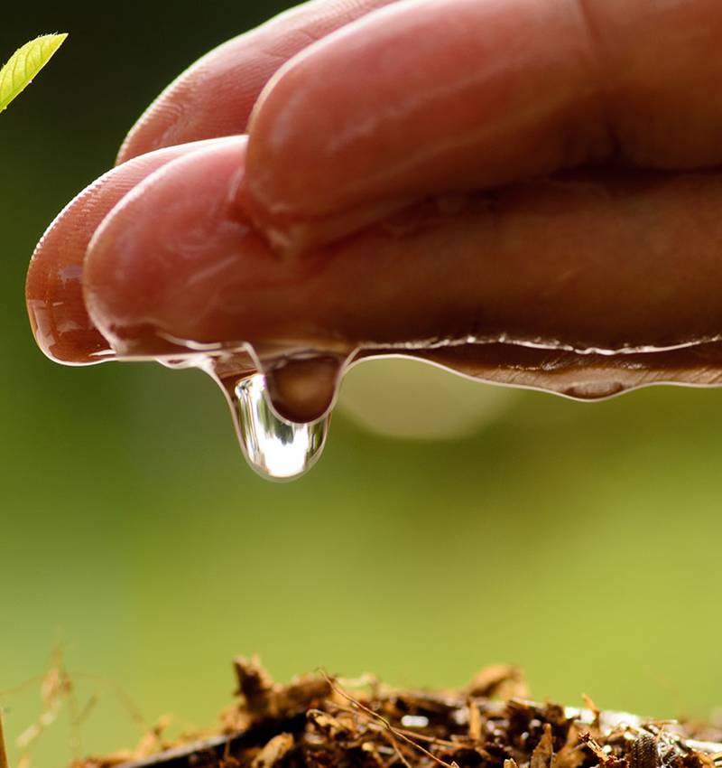 Erde, Wasser, Herz: die Zutaten der Pomì-Tomate